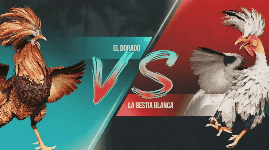 jaejogo Plataforma Sport Online